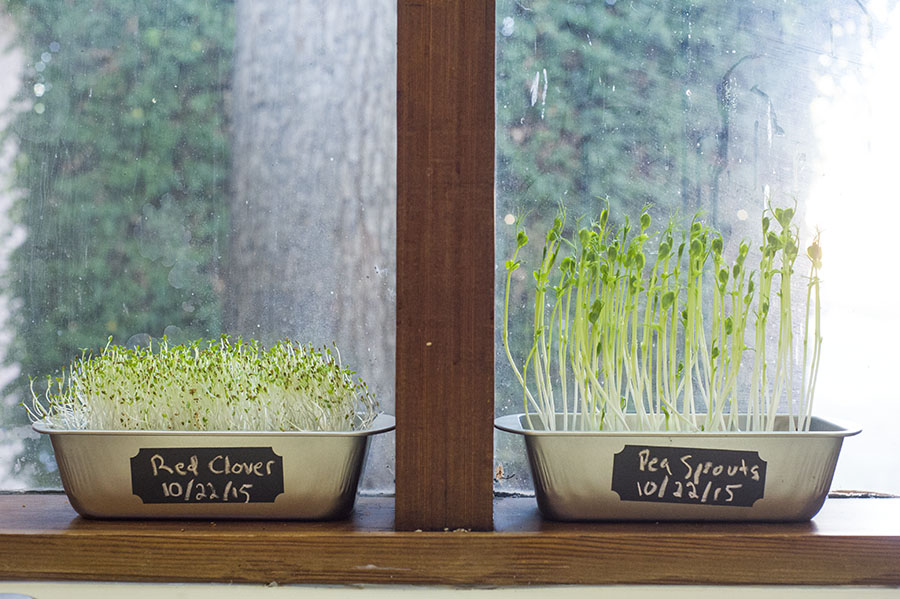 Year Round Indoor Salad Gardening How To Grow Nutrient