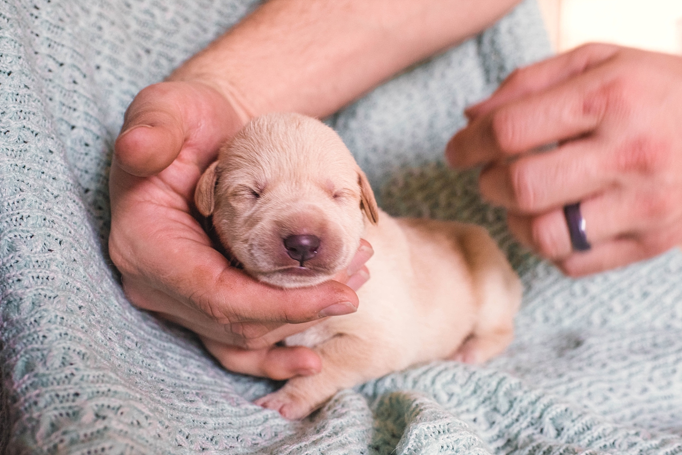 newborn puppy not feeding