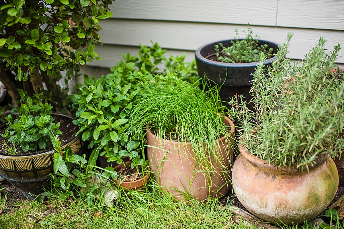 Growing and Using Thyme in Your Herb Garden - Domestic Geek Girl